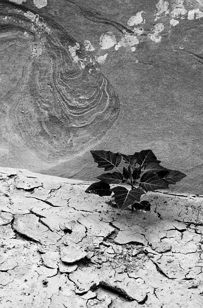 new growth.jpg